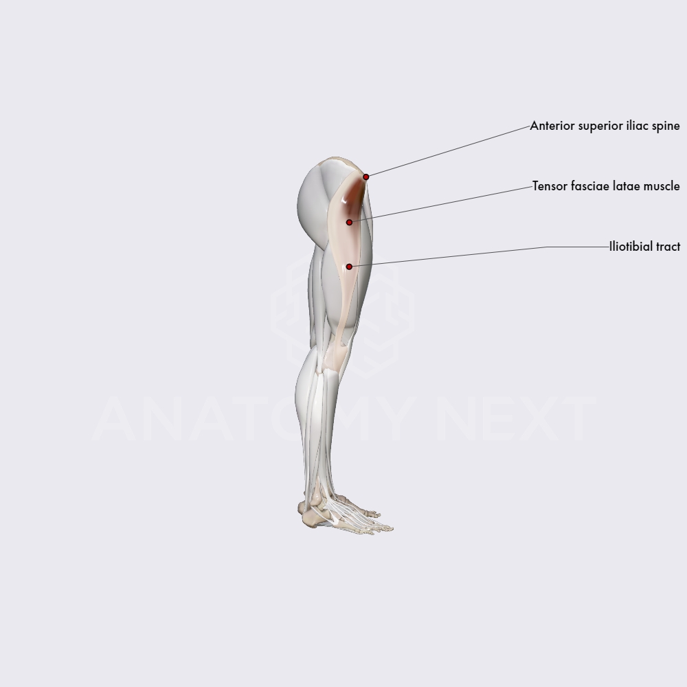 Tensor Fasciae Latae Muscle Tfl Obstetric Anatomy Organ Systems Anatomyapp Learn 8695